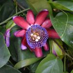 MysteryCruise_0057 (September 06, 2013)